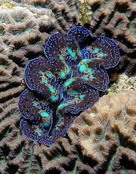 Colorful Clam Beautiful Sea Creatures Ocean Creatures Underwater Creatures