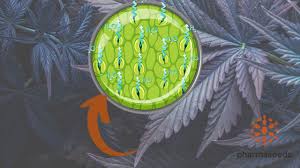 Image result for Stomatanthes