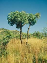 Image result for Cussonia corbisieri