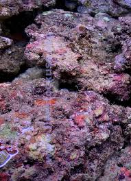 We collected up to 36 ads from hundreds of classified sites for you! Live Rock Overview Marine Aquarium Live Rock