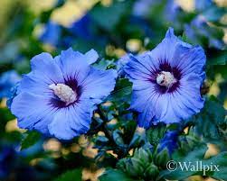 Check spelling or type a new query. Blue Hibiscus Flowers In Late Summer Wallpix Original Pictures For Your Walls
