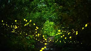نتیجه جستجوی لغت [fireflies] در گوگل