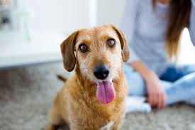 Benny, ranger rick, rita now riley, emma, stui & willow. Help Your Dog Adjust To A New Home After Adoption