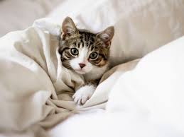 Get the best deals on cat puzzle toys. Feline Fine How To Keep Your Indoor Cat Happy According To Scientists The Independent The Independent