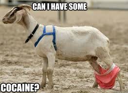 Funny Goat Meme Image Photo Joke 10 Quotesbae