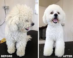 Love Dogs Facebook Bichon Frise Dogs Poodle Grooming Bichon
