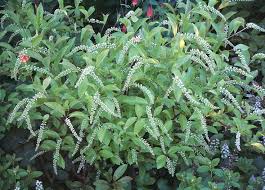 Commonly seen in woodland parks and gardens, rhododendron also make for beautiful hedges in residential landscaping and thrives under a canopy of oak and pine trees. 15 Northeast Shrubs Ideas Shrubs Plants Trees And Shrubs