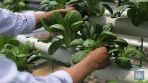 Kejayaan malaysia dalam bidang pertanian. Top Tanaman Hias Benih Kangkung Tomat Ri Laris Di Malaysia