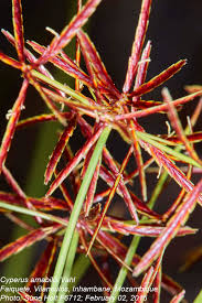 Image result for Cyperus amabilis