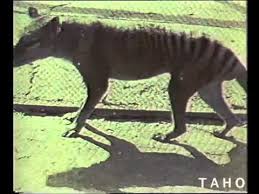 I have a lot to talk about in this episode, so let's get started. The Tasmanian Tiger 1964 Youtube