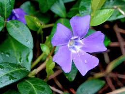 Image result for Vinca minor