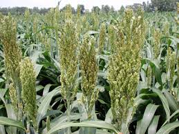 The common fertilizer elements (nitrogen, phosphorous and. Sorghum Insect Pests And Their Management Uga Cooperative Extension