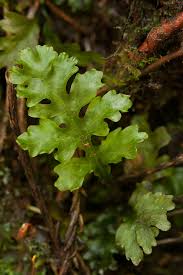 Image result for Trichomanes