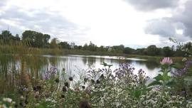 Wildflower Spring Walk with NPCA