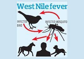 Jun 12, 2021 · west nile became reportable in the state in 2002 and since then 24 people have died from the illness caused by the virus, with the last north dakota west nile death reported in 2018, according to. West Nile Virus Samples Sent To Niv To Find Source Deccan Herald