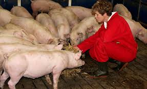 Schweinehalter reden Klartext :: Landesbauernverband in Baden-Württemberg  e.V.