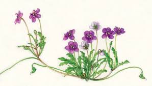 Image result for Diascia