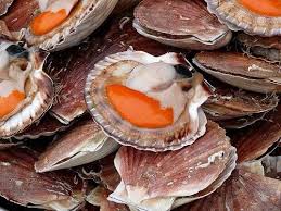 Noix De Saint Jacques Au Cidre Coquille Saint Jacques Recette Saint Jacques Saint Jacques