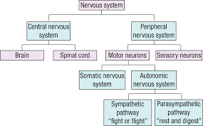 Living organisms adapt to their moves and positions in response to the environmental crabs have a more complicated nervous system in the form of 2 nerve centers called dorsal central nervous system (cns) is often called the central processing unit of the body. The Nervous System Springer Publishing