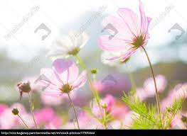 Cosmos Flower In Marathi Best Flower Wallpaper