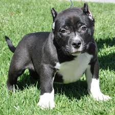 Pitbull Puppies For Sale Bully Pitbull Pups Blue Pits Pitbull Puppies Pitbull Puppies For Sale Bully Pitbull