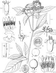 Image result for Psychotria djumaensis