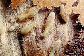 Whether you need an ant exterminator, rodent control, or general insect & pest control, we will take care of your needs in a professional and timely manner. Interstate Pest Management 1301 Elm St Kelso Wa Pest Control Mapquest