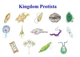 Kingdom Protista Protists Fun Science Biology Notes