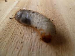 Les larves des hannetons sont à l'origine des ravages dans les champs. Vers Blanc Dans Un Pot De Cactus