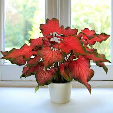 Image result for Caladium