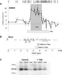 The related link provides an excel template and some notes on how to calculate the sharpe ratio.pretty. Effects Of Scaffold Matrix Alteration On Centromeric Function And Gene Expression Journal Of Biological Chemistry
