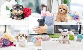 Luxury micro and mini teacup puppies for sale. Instagram Account Shows Off Tiny 8000 Teacup Puppies Daily Mail Online