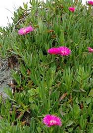 Image result for Carpobrotus