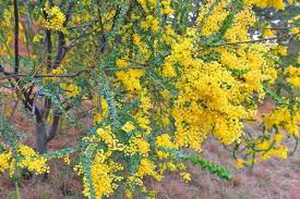 Image result for Acacia stuhlmannii