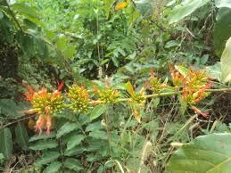 Image result for Combretum paniculatum