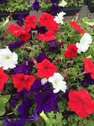 Dreams Patriot Mix Petunia Petunias Plants Summertime