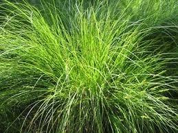 Image result for Carex angolensis