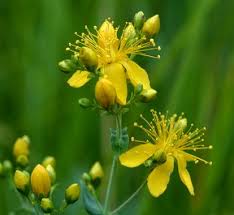 Image result for Hypericum scioanum