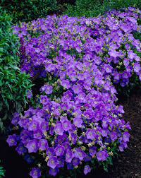 Best evergreen perennial/annual ground cover ideas with purple, blue, yellow, white, pink, red, orange flowers, for sun & shade, with growing rarely any of the popular ground covers continue to bloom in winter, but there are plenty of plants, like sedums and stonecrops, that remain equally attractive all. Top Ten Ground Cover Perennials Gardening Tips With J Parker S