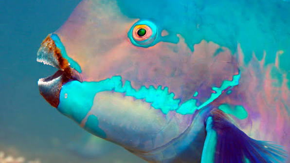 Five fascinating facts about parrotfish - Great Barrier Reef Foundation