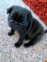 Skittlesboy Adli Kullanicinin Black Pug Panosundaki Pin Hayvan