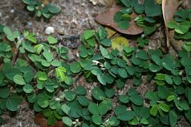 Image result for Grona triflora