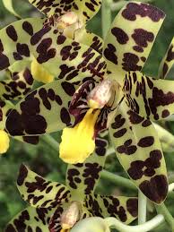 Image result for Ansellia