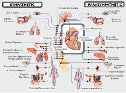 dysautonomia international basics of the autonomic nervous