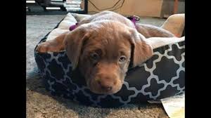 He can't wait to look you in the eyes and melt your heart! Akc Silver And Charcoal Labrador Retriever Pups For Sale For Sale In Wooster Ohio Classified Americanlisted Com