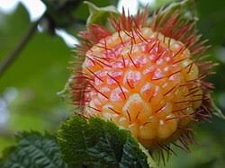 Image result for Rubus pinnatus