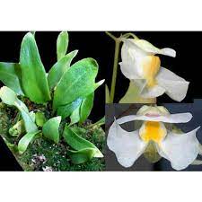 Buy Alpine Bladderworts Seeds Online Rarexoticseeds