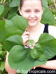 Image result for Gmelina