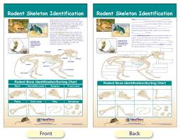W94 4616 Rodent Skeleton Identification Bulletin Board Chart