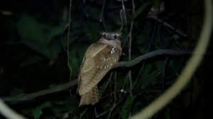 Their closest relatives are owlet nightjars of family aegothelidae and nightjars of family caprimulgidae. Large Frogmouth In Malaysia Rainforest Youtube